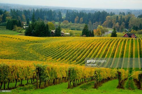 Oregon Wine Getaway Vineyards