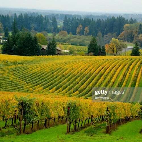 Oregon Wine Getaway Vineyards