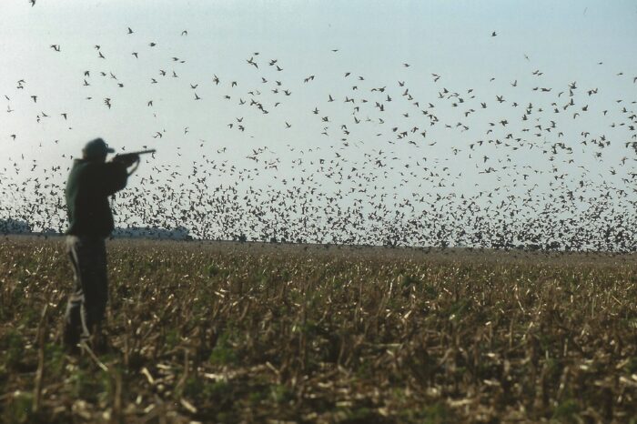 Dove Hunt for 2 in Argentina/ Uruguay