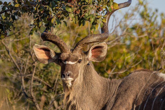 All Inclusive Luxury South African Safari Hunt for 8 Hunters